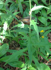 Hieracium tridentatum