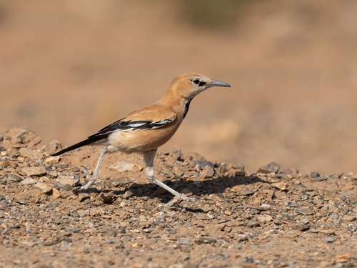 Iranian Ground Jay (Podoces pleskei), photo 2