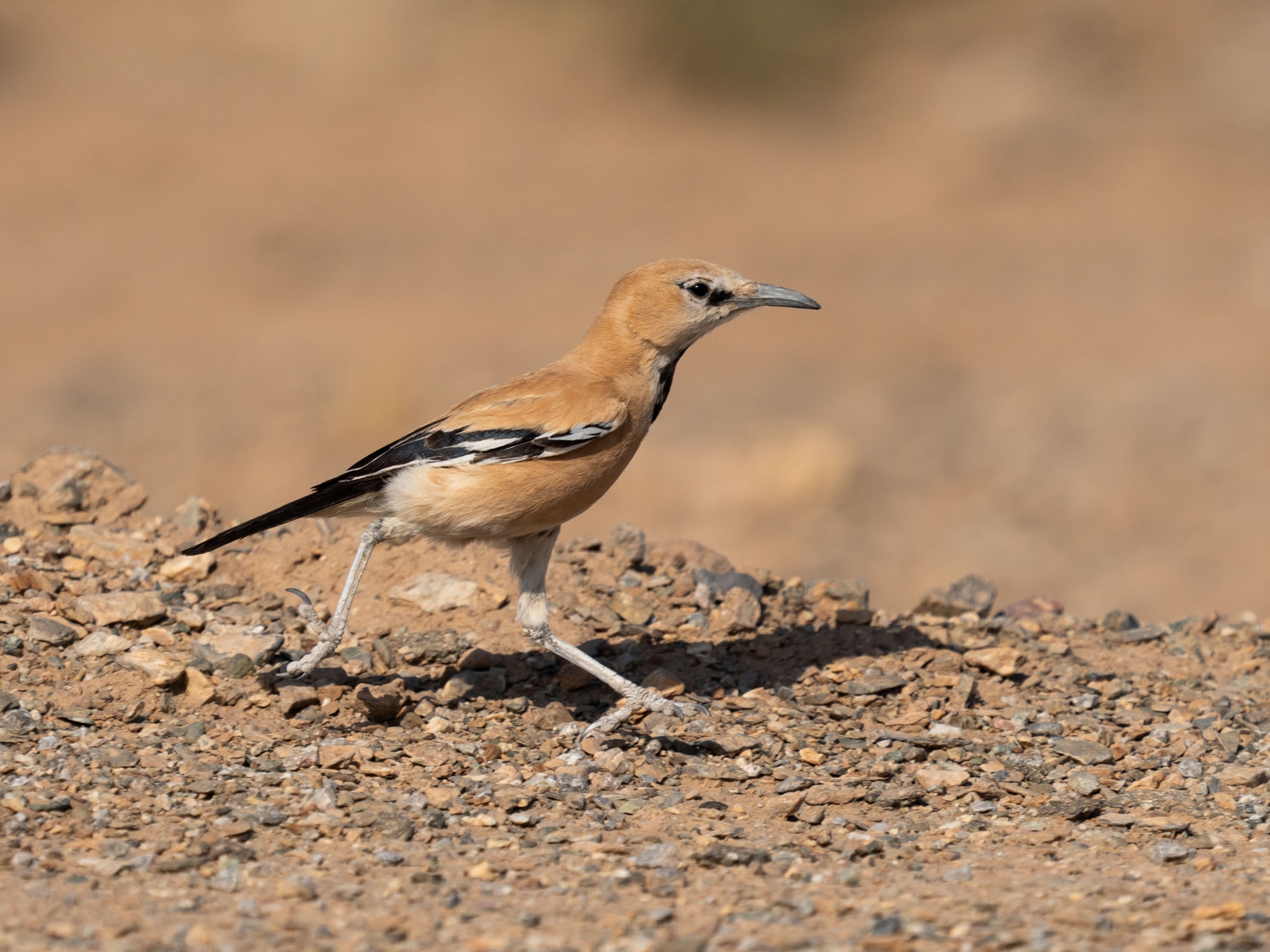 Iranian Ground Jay (Podoces pleskei), photo 2