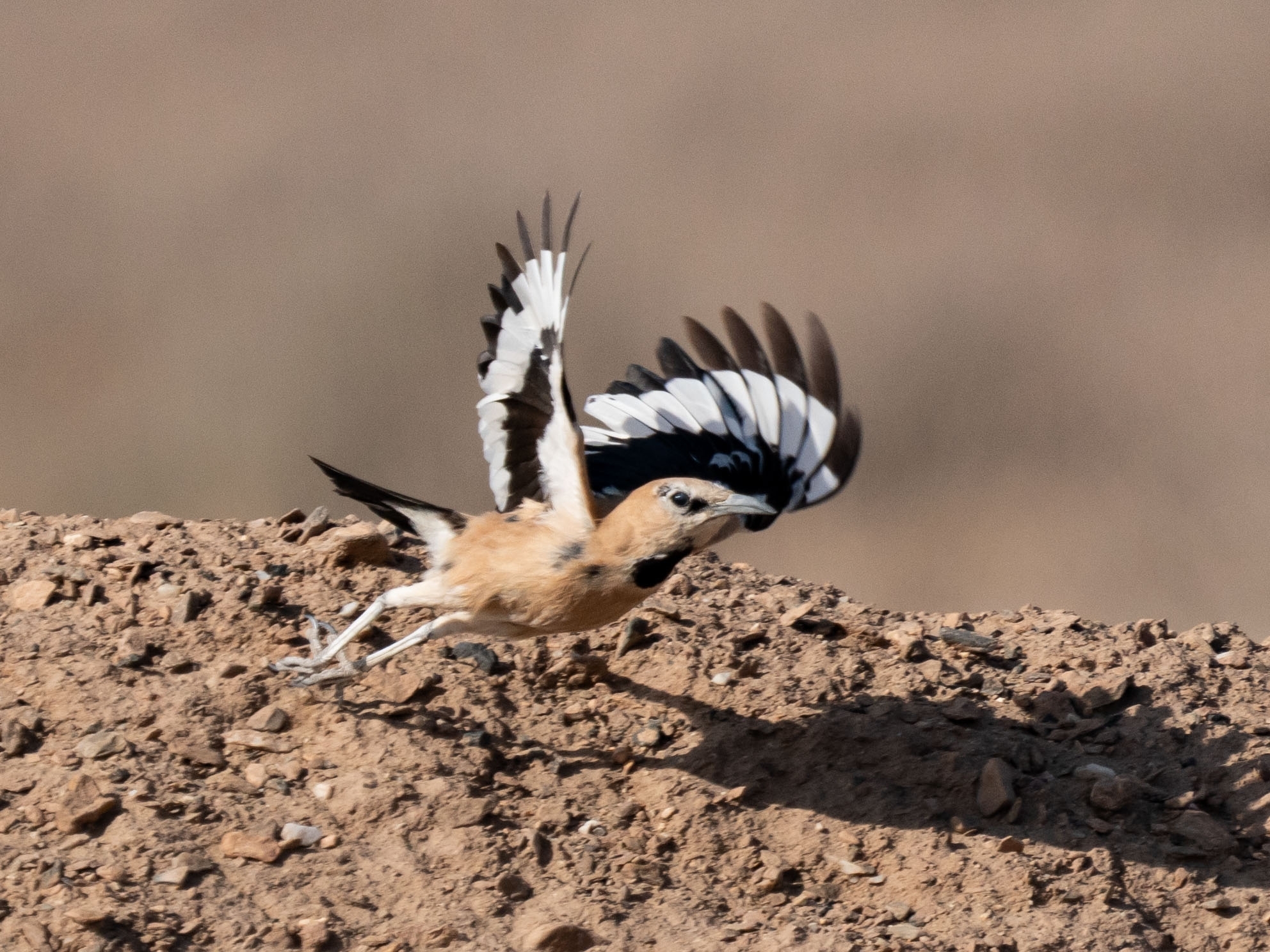 Iranian Ground Jay (Podoces pleskei), photo 6
