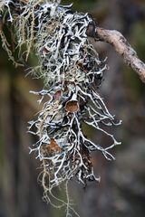Hypogymnia lugubris