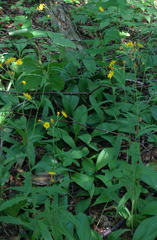 Hieracium tridentatum
