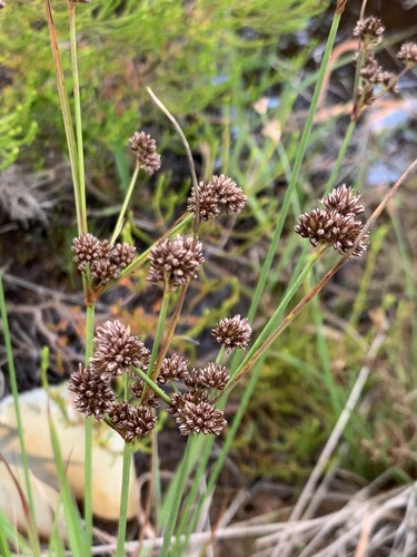 Juncus oxycarpus
