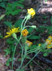 Hieracium tridentatum