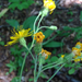 Three-tooth Hawkweed - Photo (c) Robert W. Harding, some rights reserved (CC BY-NC), uploaded by Robert W. Harding