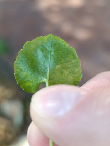 Image of Campanula pyramidalis by no rights reserved