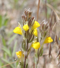 Castilleja lasiorhyncha