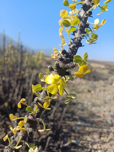 Image of Oxalis gigantea by (c) Álvaro Parra Valdivia, some rights reserved (CC BY)