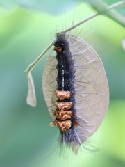 Dasychira nigritula