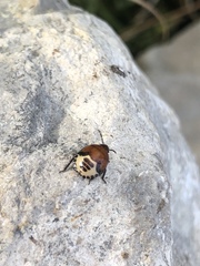 Tritomegas sexmaculatus