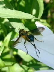 Sphecini