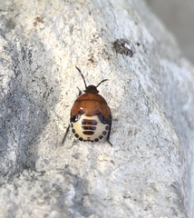 Tritomegas sexmaculatus