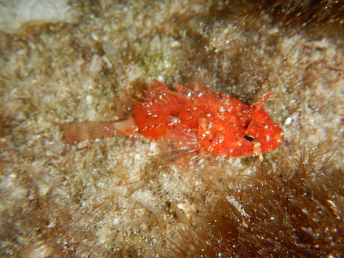 Black Scorpionfish