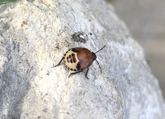 Tritomegas sexmaculatus