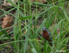 Sporophila castaneiventris