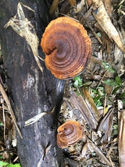 Stiptophyllum erubescens