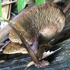 Stiptophyllum erubescens