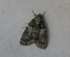 Acronicta tristis
