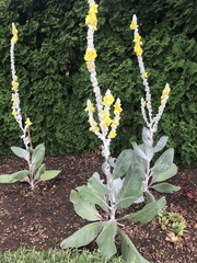Verbascum bombyciferum