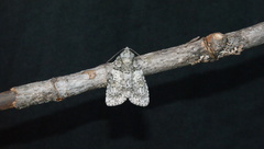 Acronicta tristis