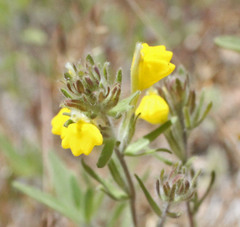 Castilleja lasiorhyncha