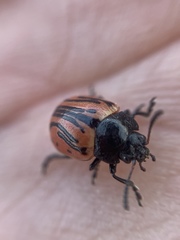 Calligrapha sigmoidea