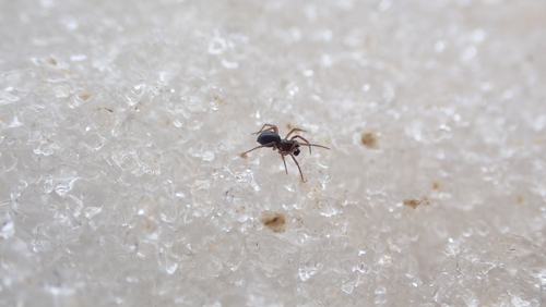 Scotinotylus antennatus
