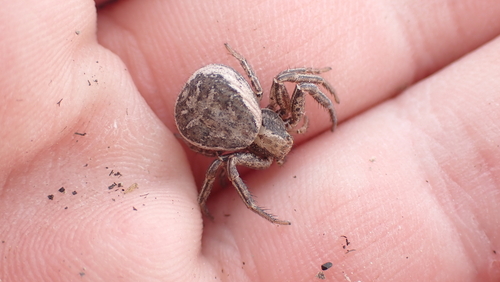 Xysticus gallicus
