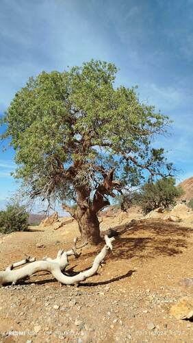 Mount Atlas mastic tree