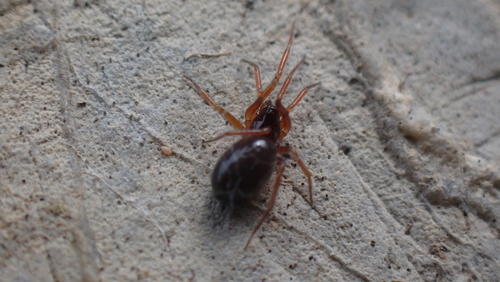 Walckenaeria monoceros