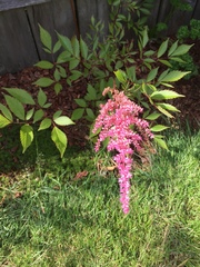 Astilbe