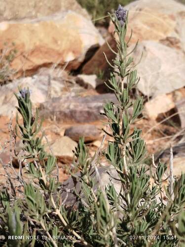 French lavender