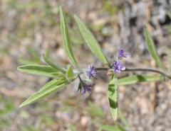 Trichostema austromontanum