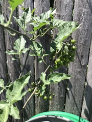 Solanum dulcamara