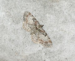 Eupithecia mutata