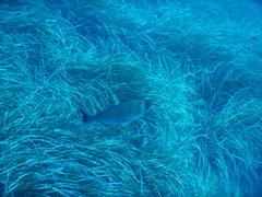 Spondyliosoma cantharus