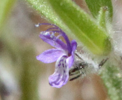 Trichostema austromontanum