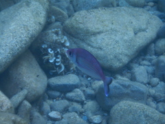 Spondyliosoma cantharus