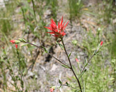 Castilleja miniata oblongifolia