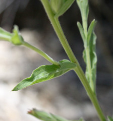 Castilleja miniata oblongifolia