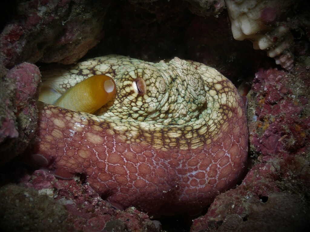 Photo of Hubbs' octopus (Octopus hubbsorum)