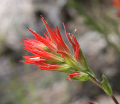 Castilleja miniata oblongifolia