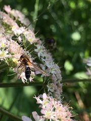 Leucozona glaucia