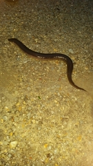 Amphiuma tridactylum