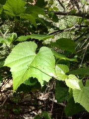 Vitis arizonica