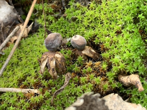 Geastrum (Photo 2 of 5)