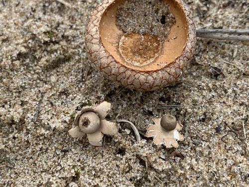 Geastrum