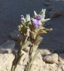 Stachys aegyptiaca