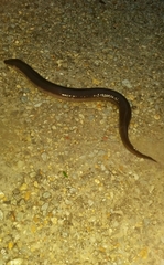 Amphiuma tridactylum