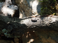 Chrysobothris affinis